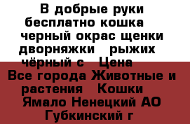 В добрые руки бесплатно,кошка,2.5черный окрас,щенки дворняжки,3 рыжих 1 чёрный,с › Цена ­ - - Все города Животные и растения » Кошки   . Ямало-Ненецкий АО,Губкинский г.